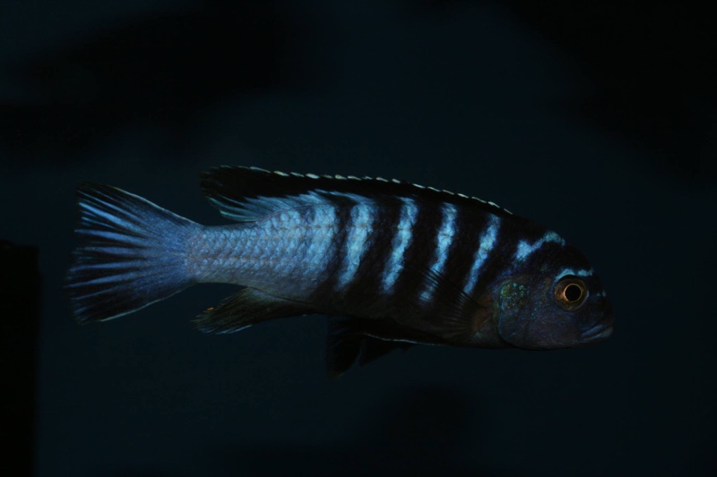 Chindongo sp. 'elongatus ornatus tanzania' Luhuchi Rocks